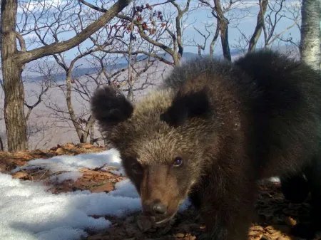 老虎和棕熊搏斗胜算几何？虎如何捕杀熊，熊又如何反击？