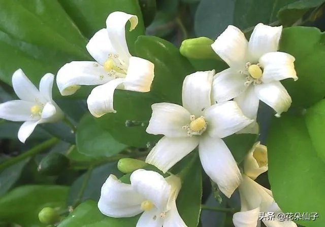 九里香怎么养？