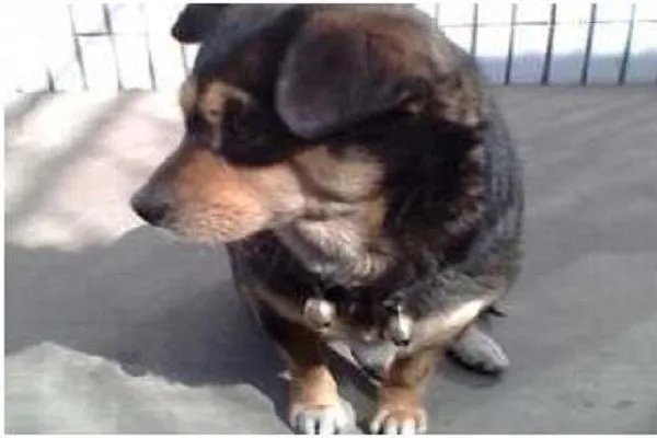 中国土狗的品种大全及图片