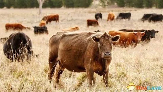 天津建全球最大克隆工厂 猴毛变猴子神话即将实现