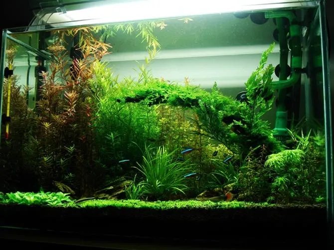 怎样自制鱼缸氧气