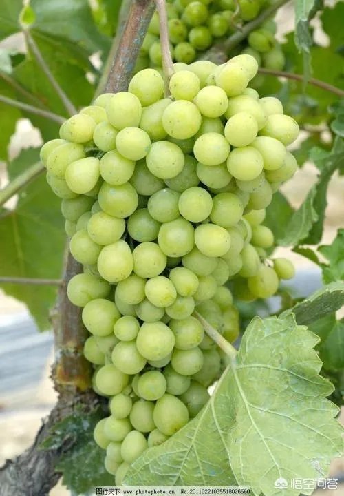 葡萄干上火吗？