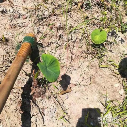 如何挖芋头的方法