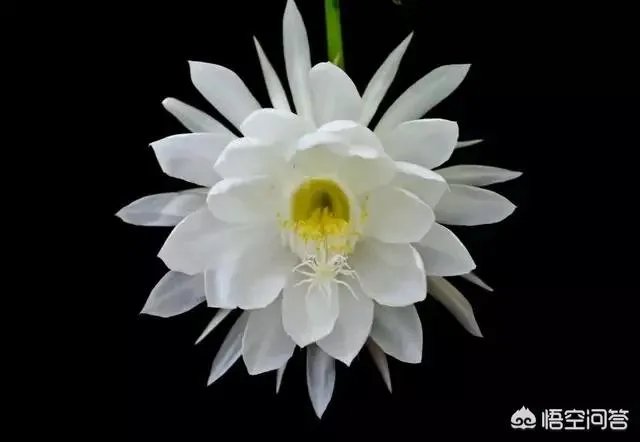 亚运会评价张常宁