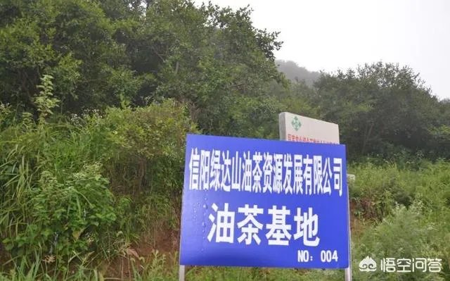 有人清楚油茶树苗多少钱一棵吗？值不值得买？