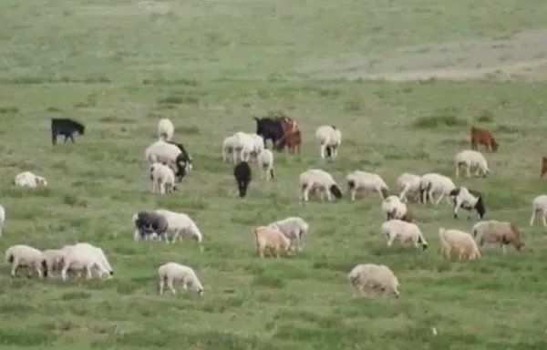 蒙古捐赠的3万只羊为何全将由湖北安排呢？