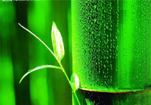 花中四君子指什么 花中四君子是哪四种