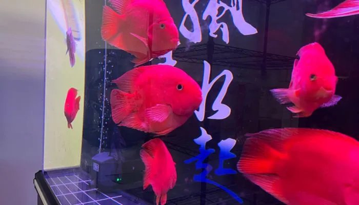 客厅鱼缸摆放位置图 客厅怎样摆放鱼缸聚财