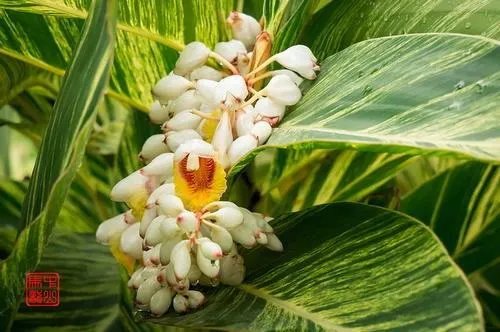 我们叫山姜,不知道它的真正学名叫什么?