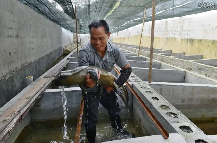 娃娃鱼多少钱一斤 娃娃鱼2017价格
