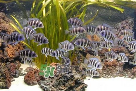 锦鲤有什么寓意？锦鲤代表什么意思