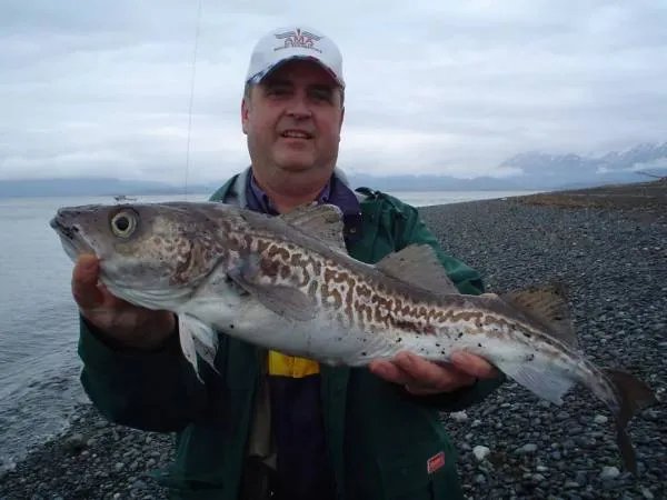 一般吃火锅时涮的蟹棒,它的主要原材料是什么？