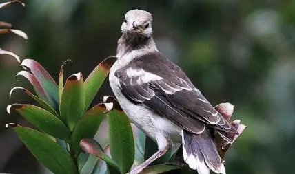 黑领椋鸟是什么生活习性？为何在世界保护名录上处于低危？