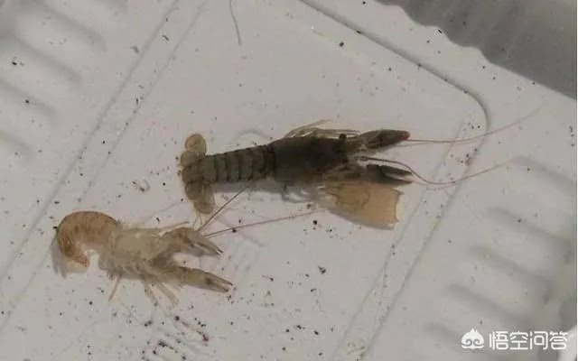 小龙虾养多久可以长大，它需要怎样的生长环境？