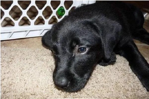 中国土狗的品种大全及图片