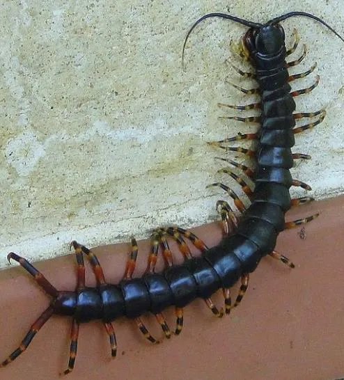 秘鲁巨人蜈蚣：盘点巨人蜈蚣图片（组图）