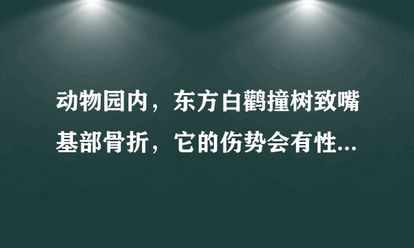动物园内，东方白鹳撞树致嘴基部骨折，它的伤势会有性命之忧吗？