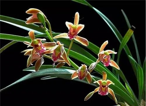 花中四君子指什么 花中四君子是哪四种