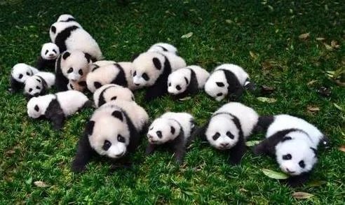 大熊猫为什么被视为中国国宝？