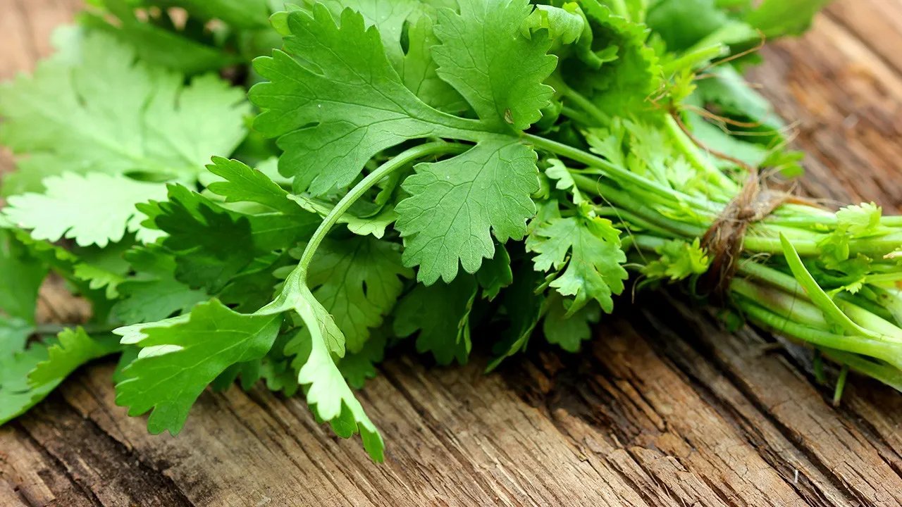 香菜根有什么功效作用 香菜根营养价值有哪些