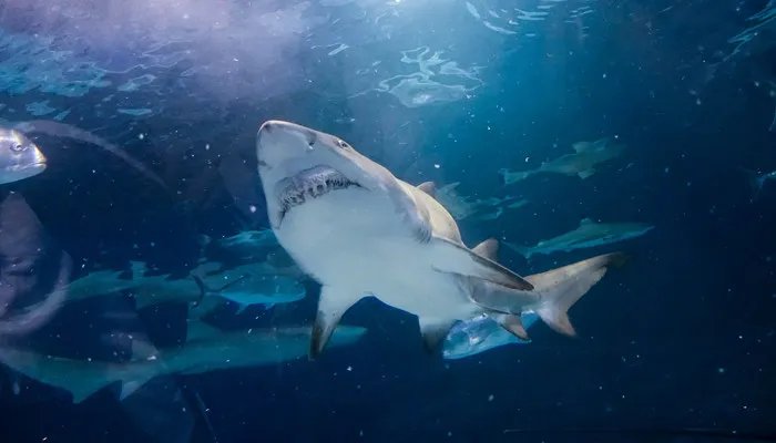 最大的鱼 最大的鱼叫什么名字