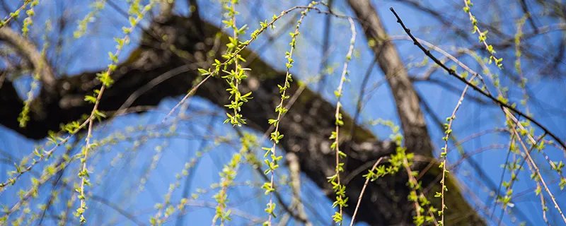 柳絮是柳树的什么