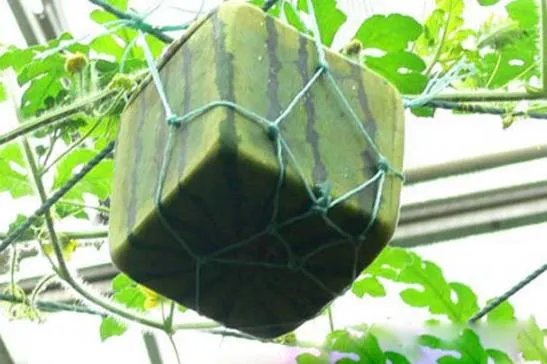 这种方形西瓜是怎么种出来的,好不好吃?