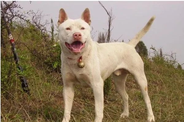 中国土狗的品种大全及图片