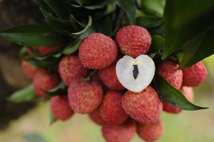 荔枝价格为什么那么低