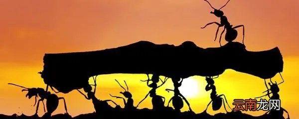 蚂蚁是不是昆虫 蚂蚁是昆虫吗