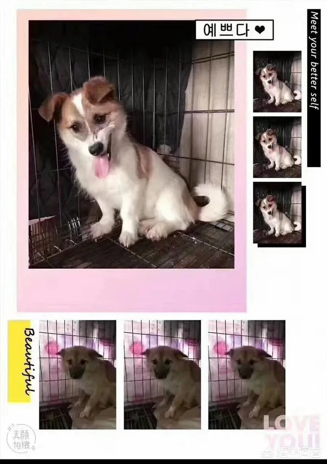 保定一老人卖房救助流浪狗，救助站不慎失火，为抢救狗狗烧伤半边脸，这个事你怎么看？