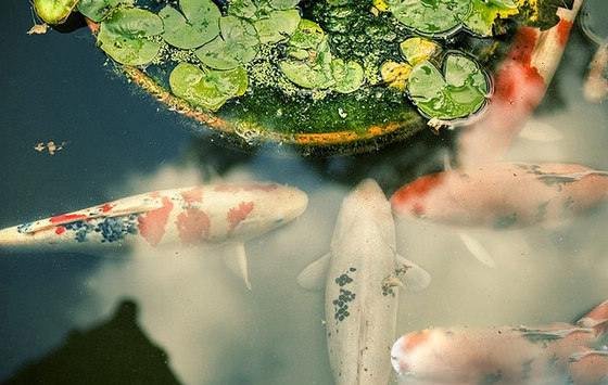 锦鲤鱼怎么养？