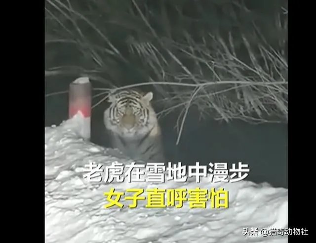 吉林男子偶遇300斤大老虎,老虎频繁现身,是生态变好还是变差?