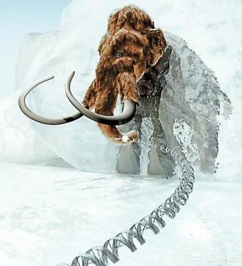 如果猛犸象复活计划成功了，人类会灭绝吗？你怎么看？