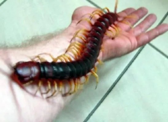 秘鲁巨人蜈蚣：盘点巨人蜈蚣图片（组图）