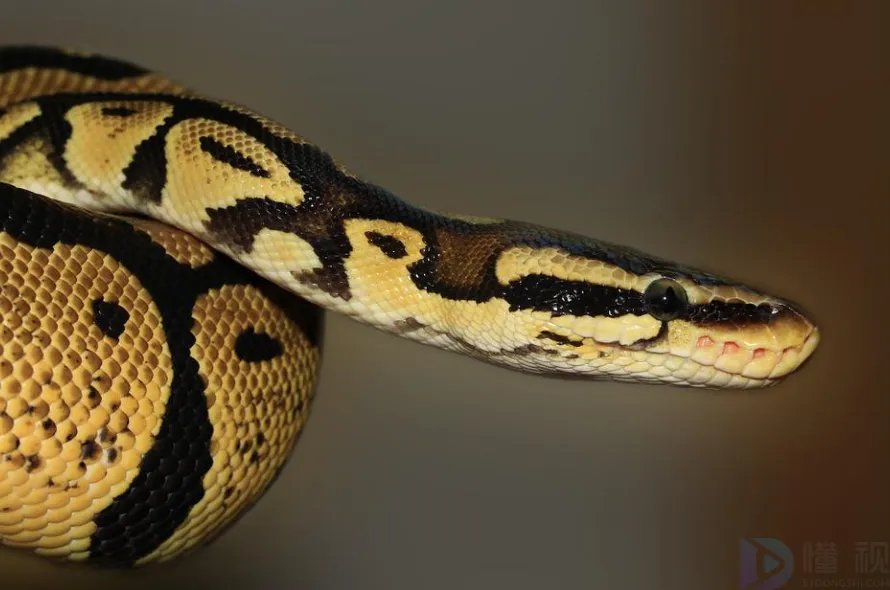 蛇是胎生还是卵生