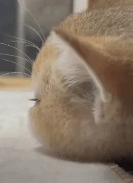 小孩爱说的烂梗越来越多 又一波整治的动态图