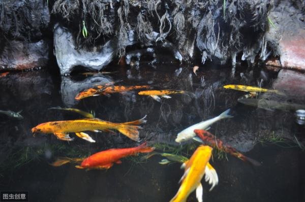 锦鲤鱼怎么养？