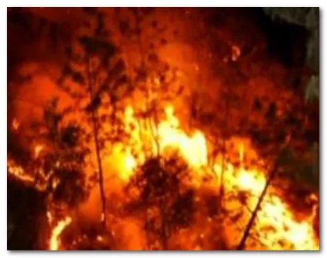 香格里拉发生森林火灾，过火面积65公顷，造成了多少损失？