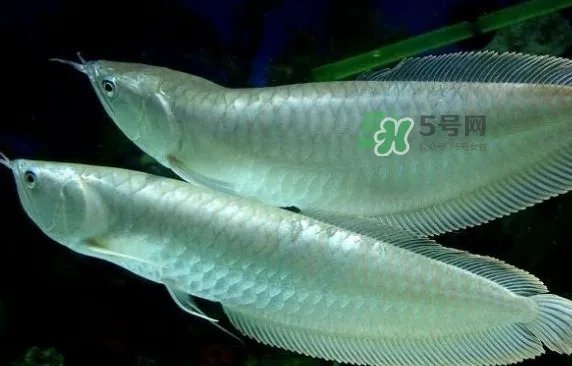 锦鲤有什么寓意？锦鲤代表什么意思