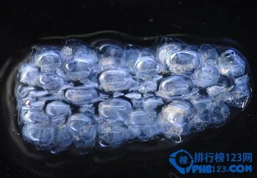 世界上最恐怖的动物排行榜