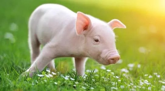 日本扑杀17万头猪的原因是什么？