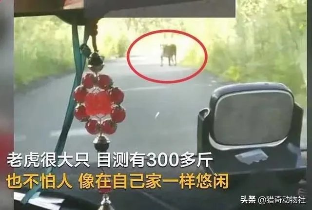 吉林男子偶遇300斤大老虎，老虎频繁现身，是生态变好还是变差？