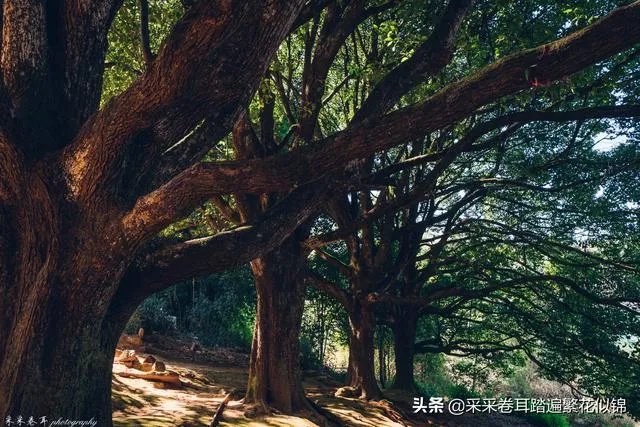 去云南腾冲旅游，租房住一段时间玩，租哪里好？有何建议？