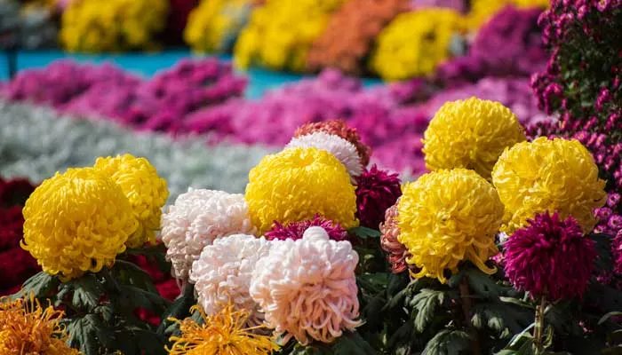 菊花的象征意义是什么 菊花的象征意义是什么意思