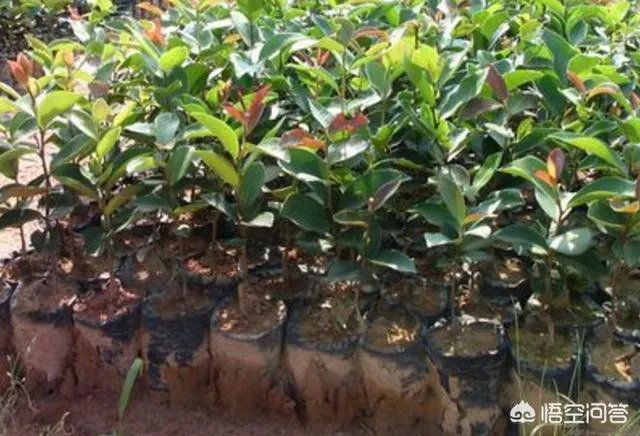 有人清楚油茶树苗多少钱一棵吗？值不值得买？