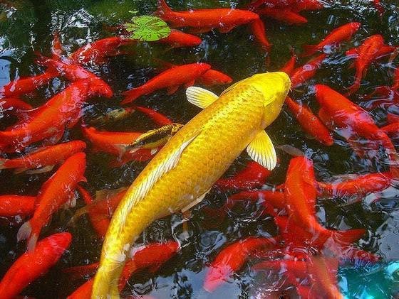 锦鲤鱼怎么养？