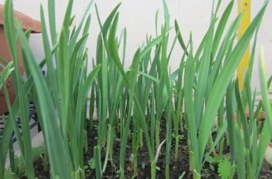 大蒜的种植方法？