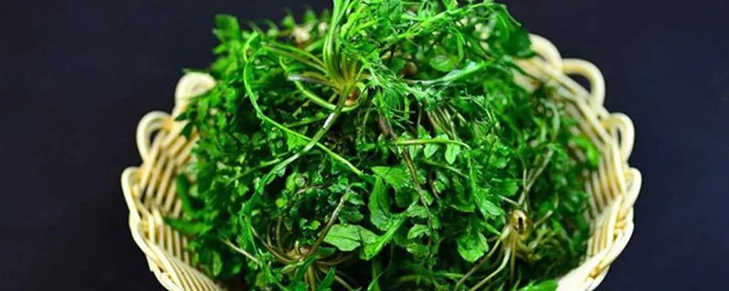 夏菜是什么菜 夏菜是什么样子的