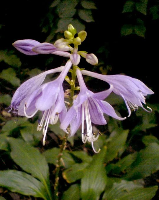 东北玉簪的介绍